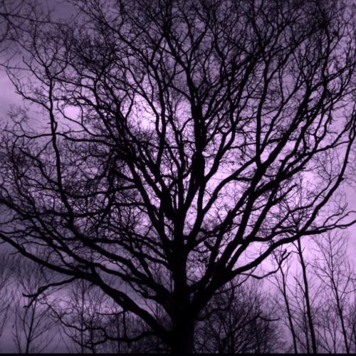 Alain LANCOU : Arbre