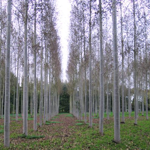 Alain LANCOU : Peupleraie