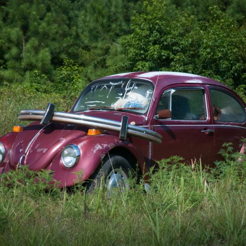 Denis CHAUVEAU : Coccinelle des champs