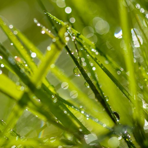 Christine DONAIRE : Rosée matinale