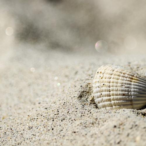 Thierry DELCROIX : Coquillage sur la plage - Ile de Batz (Finistère)