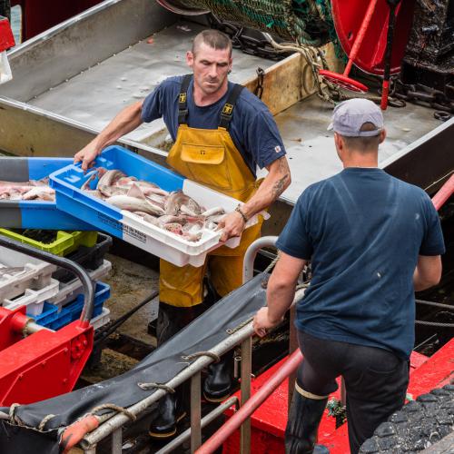Dominique POTEVIN : Retour de pêche (Le Guilvinec)