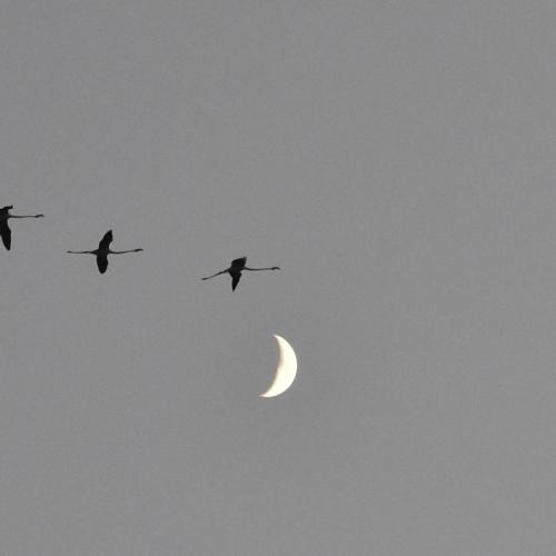 Brigitte FRUITIER : La Camargue au crépuscule