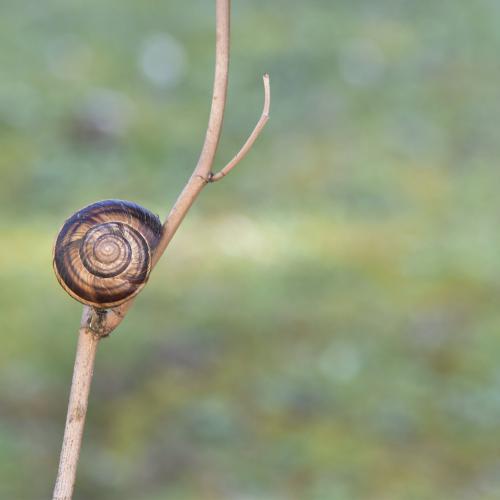 Christine DONAIRE : Petit escargot
