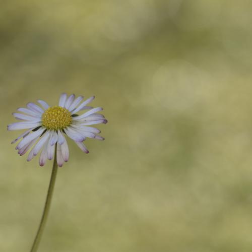 Christine DONAIRE : Flower in the garden