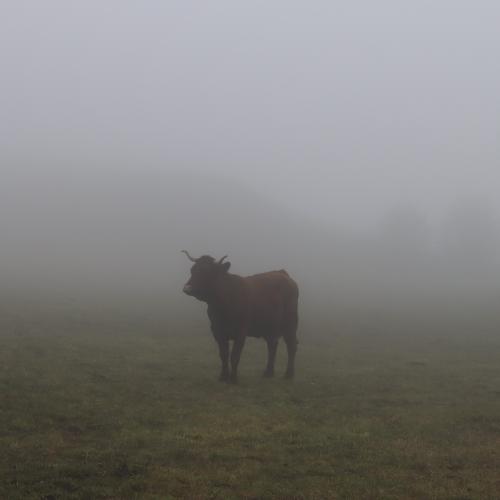 Françoise MONTAUD : Bêtes dans le brouillard (1)