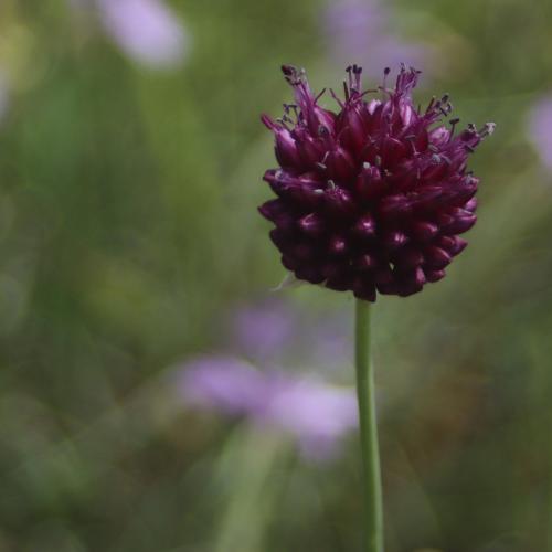 Valérie PRONIER : Je suis rose