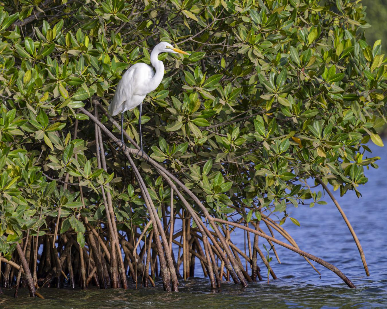 Grande aigrette