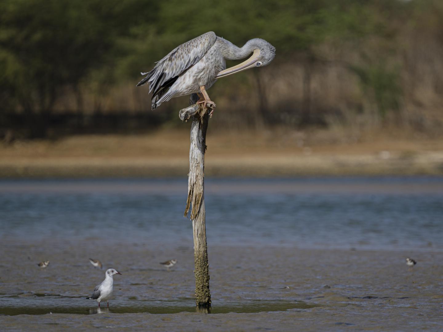 Pélican gris