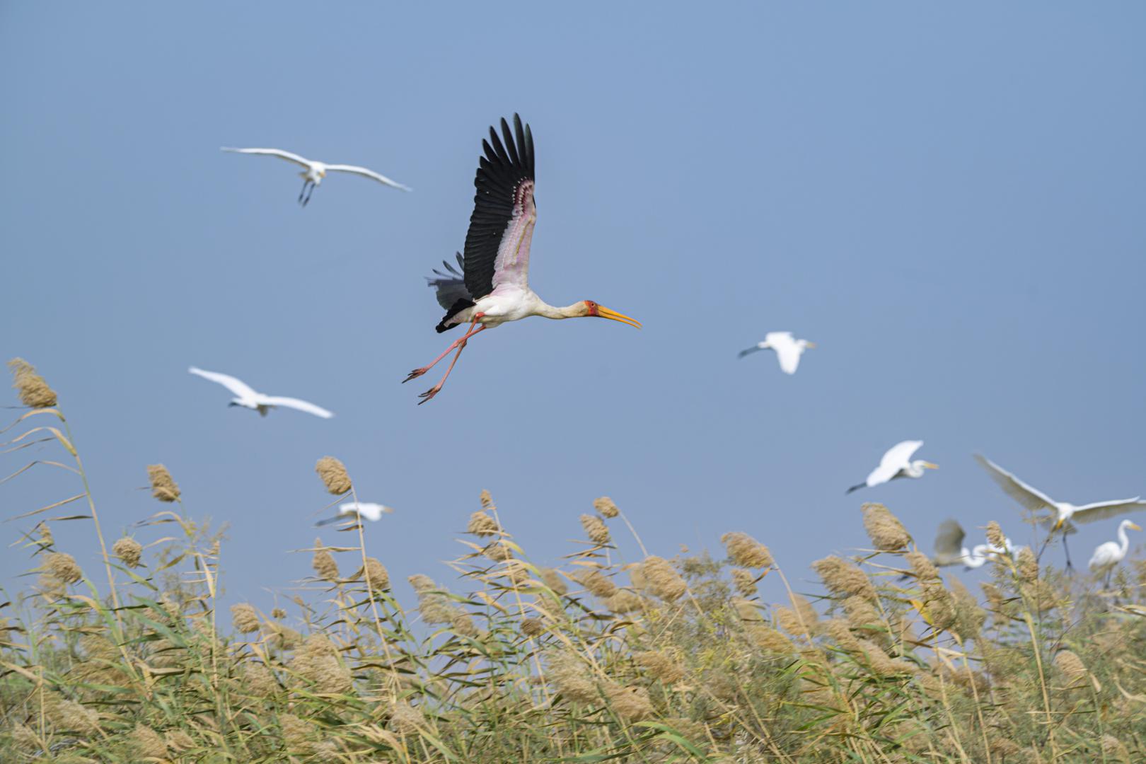 Tantal Ibis