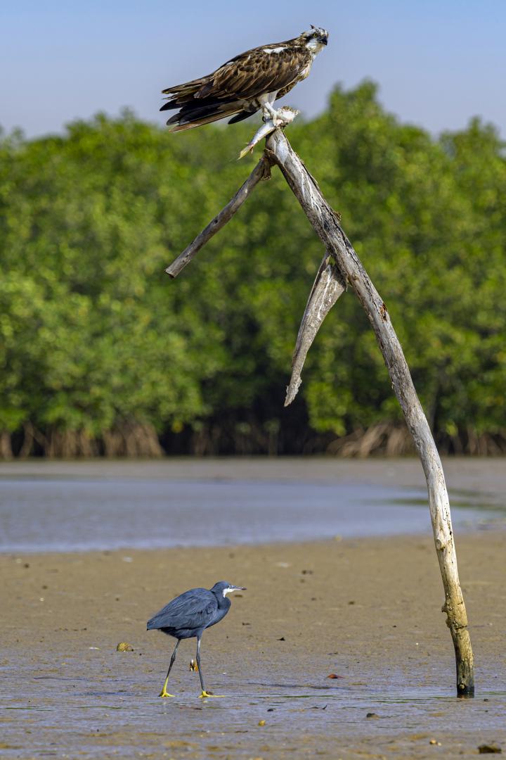 Balbuzard pêcheur