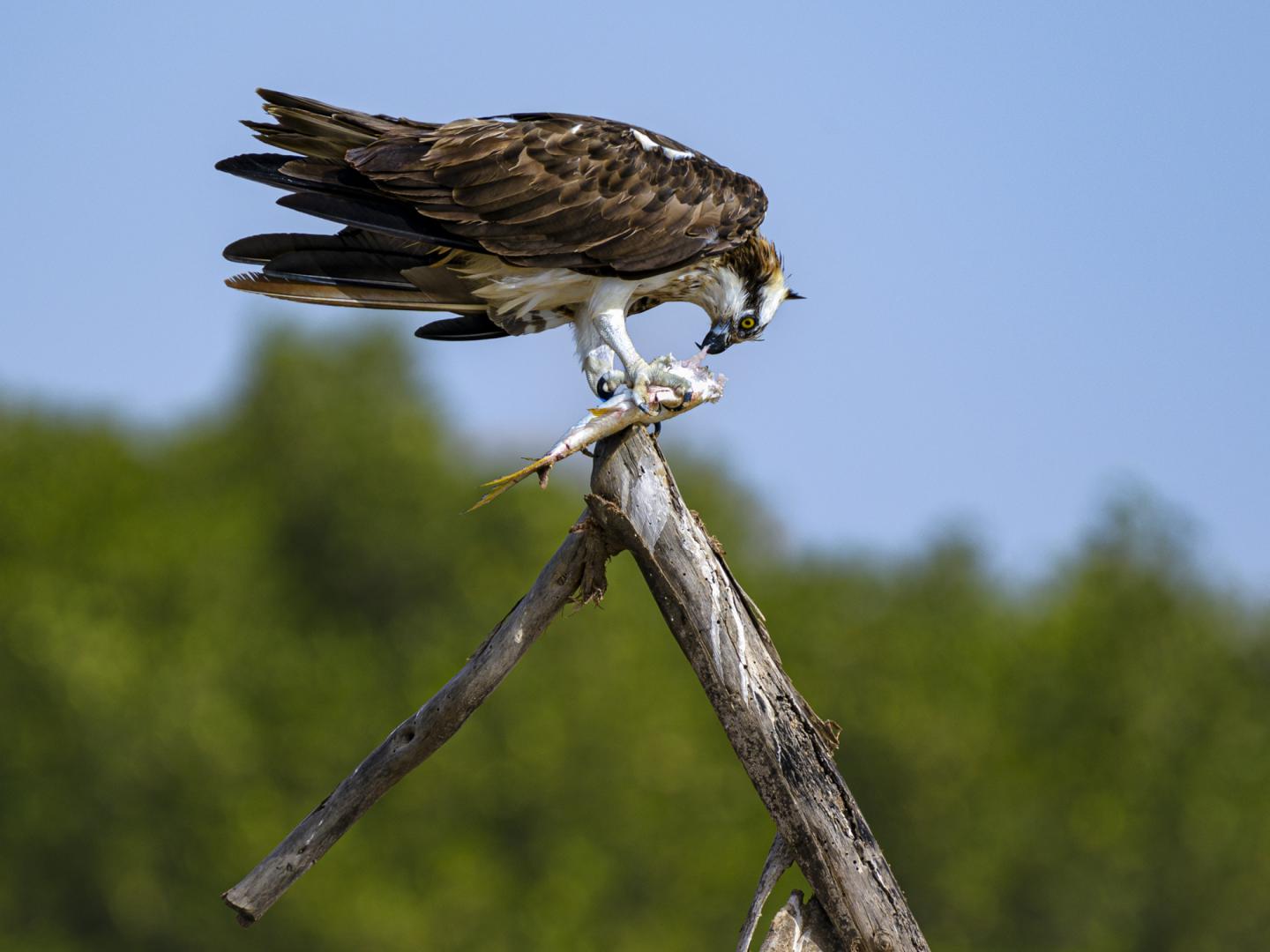Balbuzard pêcheur