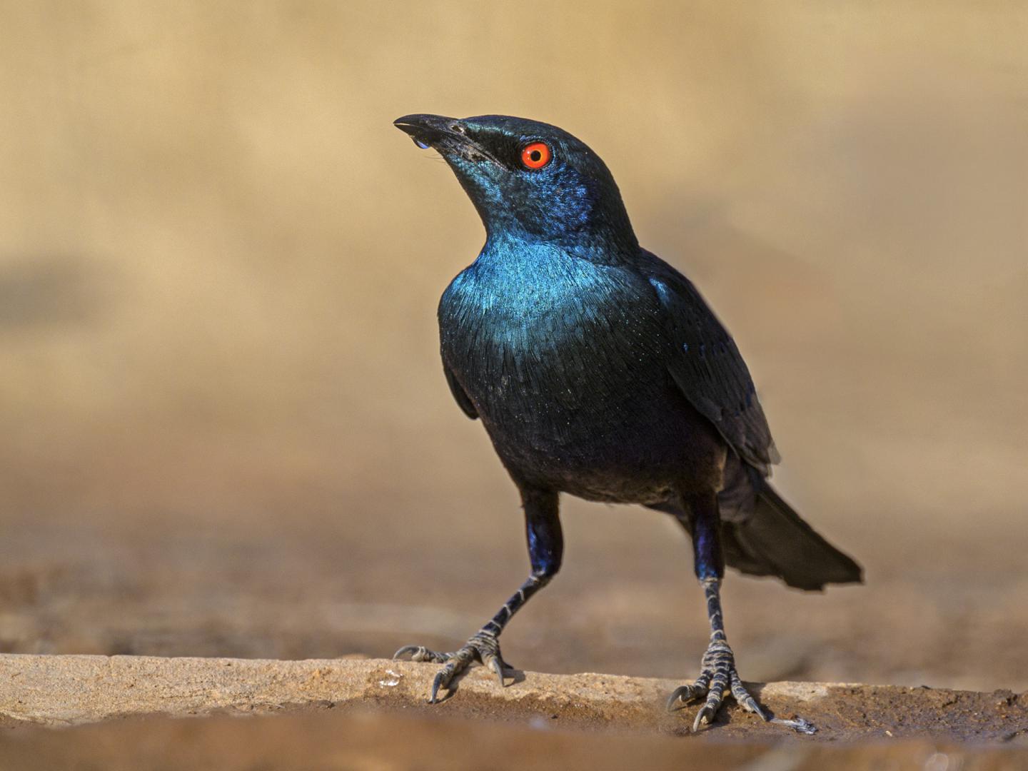 Choucador à oreillons bleus
