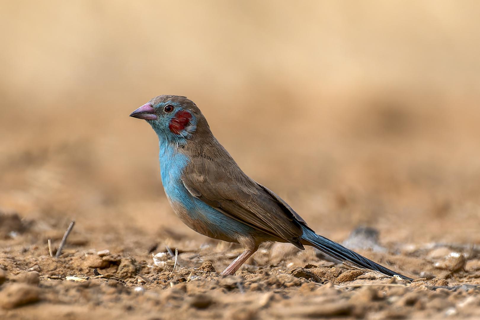 Cordonbleu à joues rouges