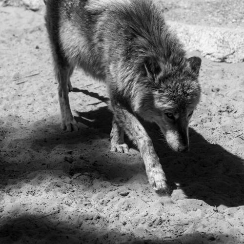 Robert PARATRE : A petit pas