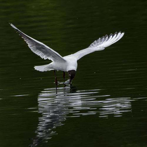 Isabelle GRANIER - Embrasser l'eau