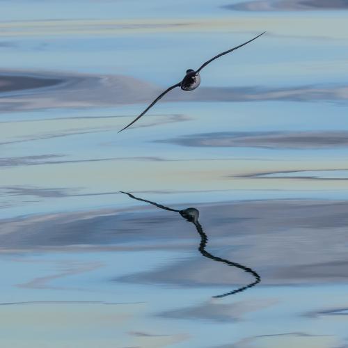 Michel LE-ROUX - Envol