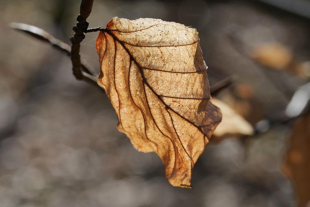 Une feuille morte décidée à profiter du printemps