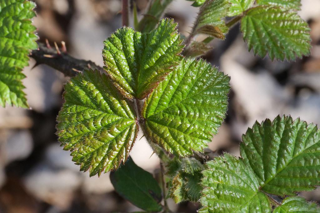 Feuille de ronce un matin de printemps