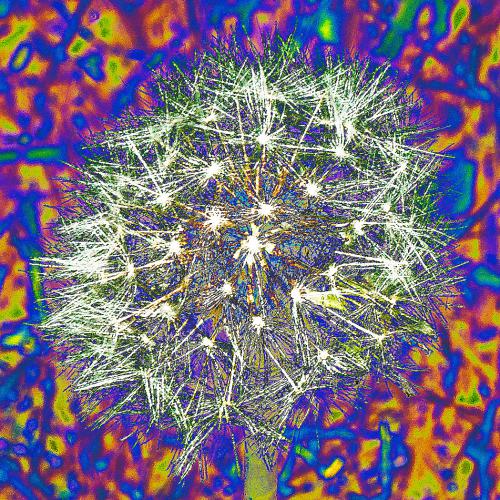 Henri GARRETA - Feu d'artifice floral