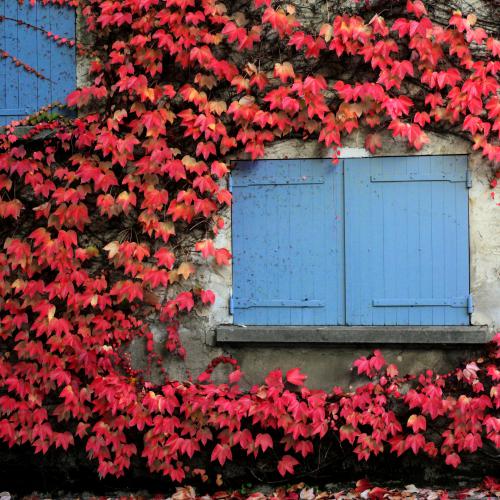 Jean-Pierre CHAMBARD - Octobre, la vigne