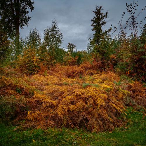 Michel LE ROUX - Automne