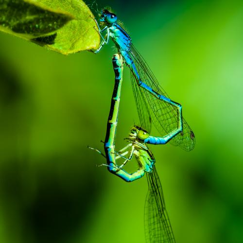 Michel LE ROUX - À corps et à cœurs
