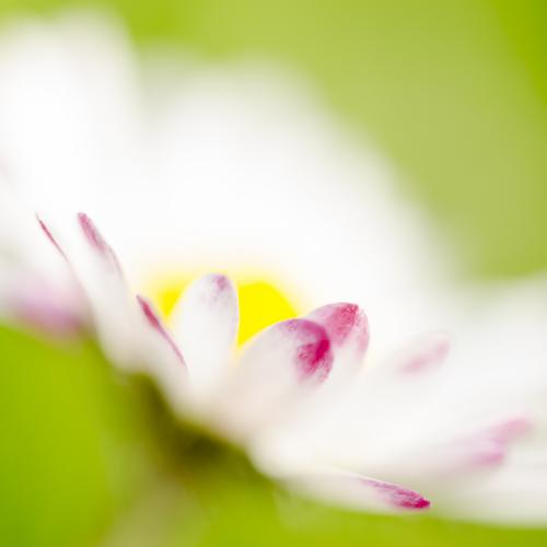 Rose-Marie LIEVROUW - Pâquerette