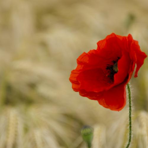 Rose-Marie LIEVROUW - Coquelicot